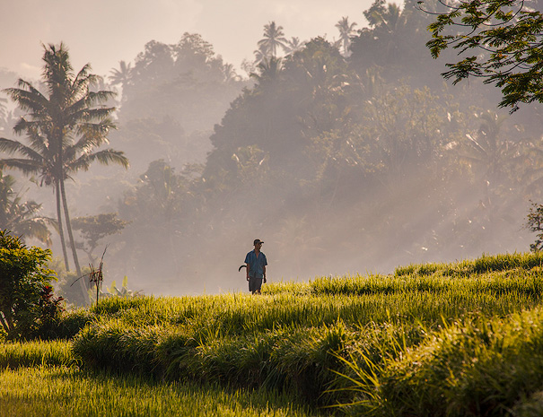 A farmer in the rice fields on a early morning in Sidemen - Bali